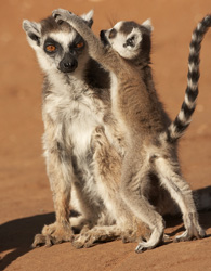 Ringtailed%20Lemur-044790%20RAW%20AA.jpg