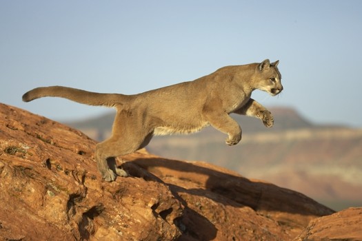 Puma%20(cougar)%20Leaping-042925%20RAW-1.jpg