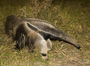 Two Adorable But Incredibly Defensive Tamanduas (Anteaters) Meet