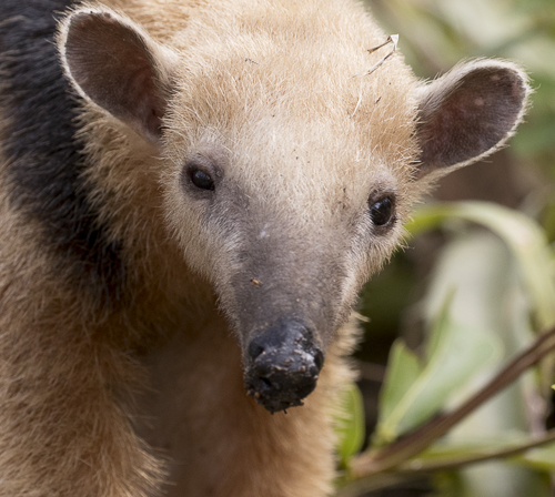 Southern Tamandua and Captain team up for a Super Intimidation