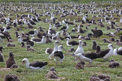 Midway Atoll Photo Tour
