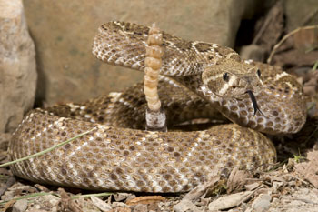 Apa Rattler Flash and Macro Photo Workshop