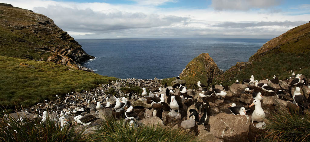 BB%20Albatross%20Panorama1
