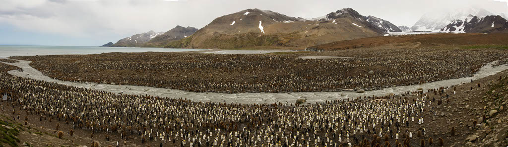 King%20Penguin%20Panorama3