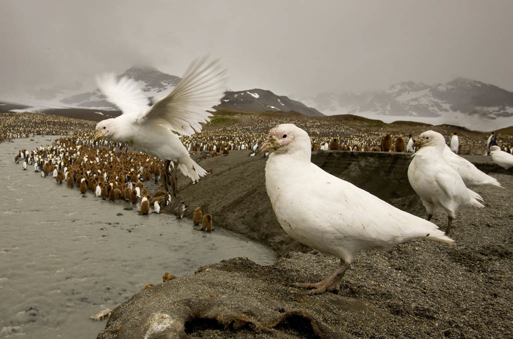 Snowy%20Sheathbill__MCD1200