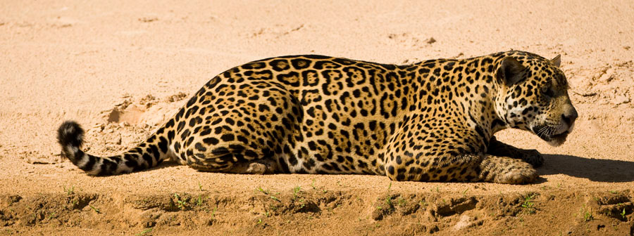Jaguar_1