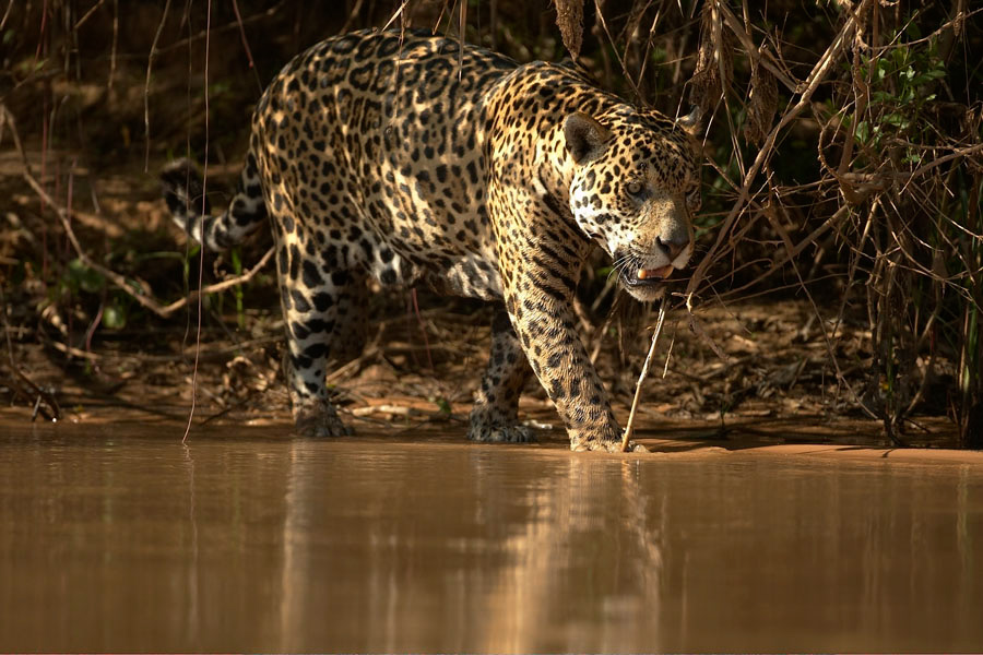 Jaguar_10307