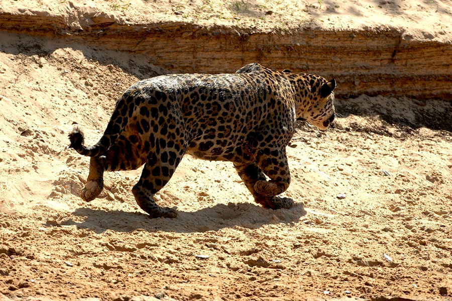 Jaguar_10479