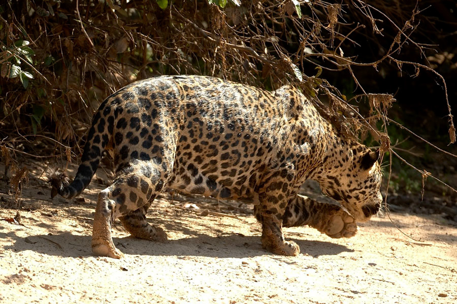 Jaguar_10497