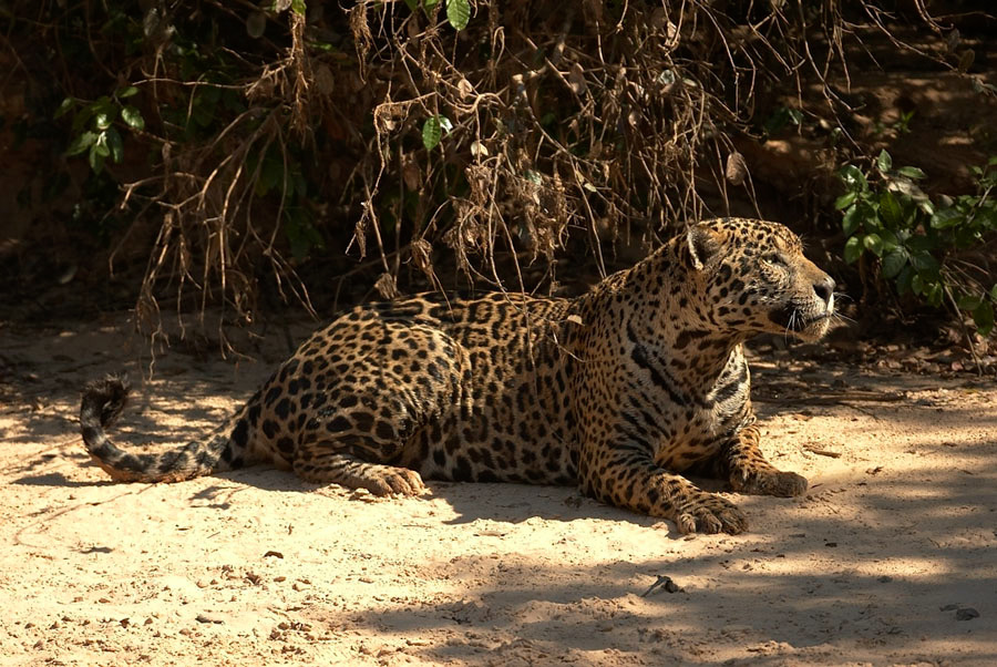 Jaguar_10502
