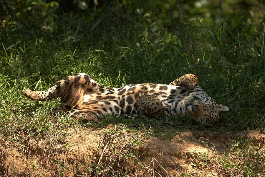 Jaguar_10564