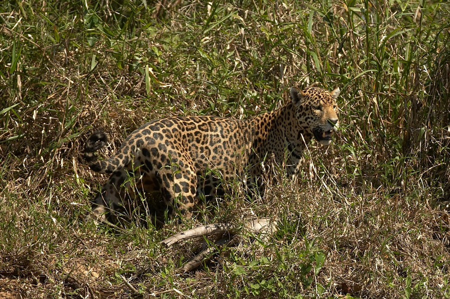 Jaguar_10587