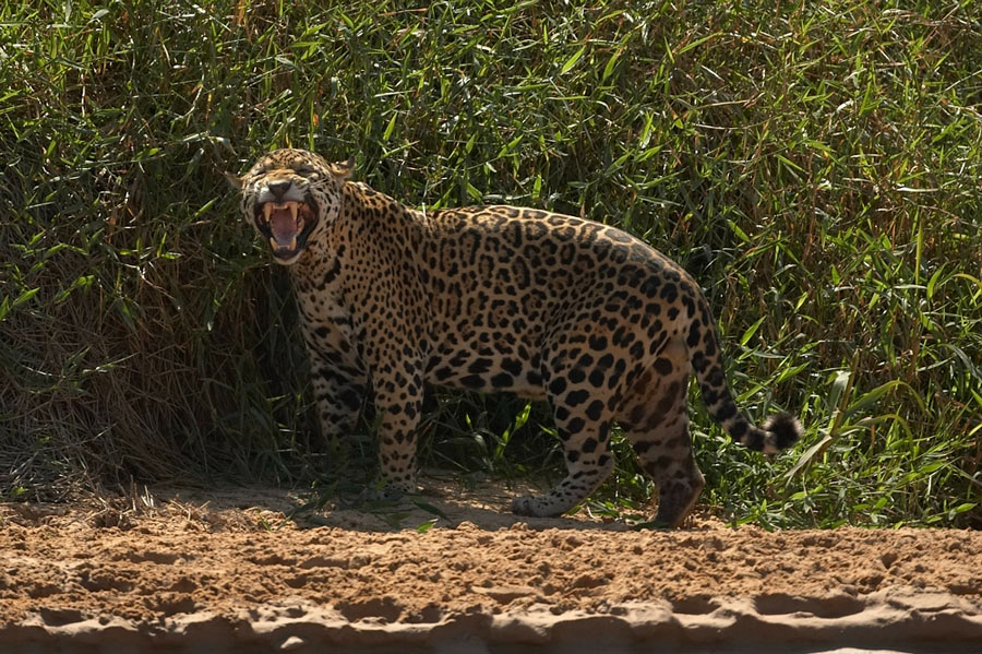 Jaguar_10722