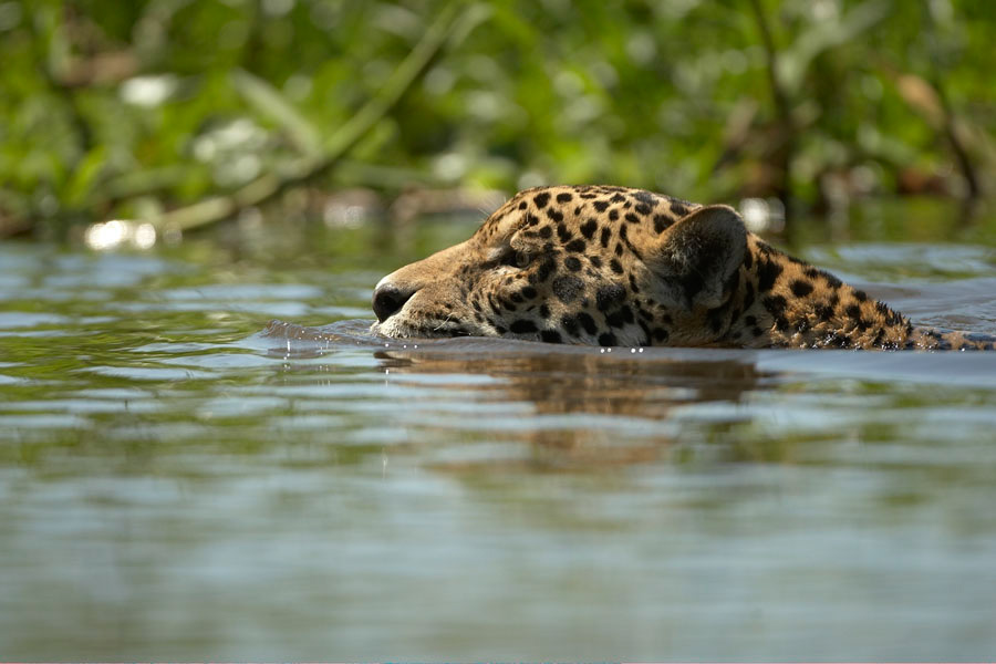 Jaguar_11725