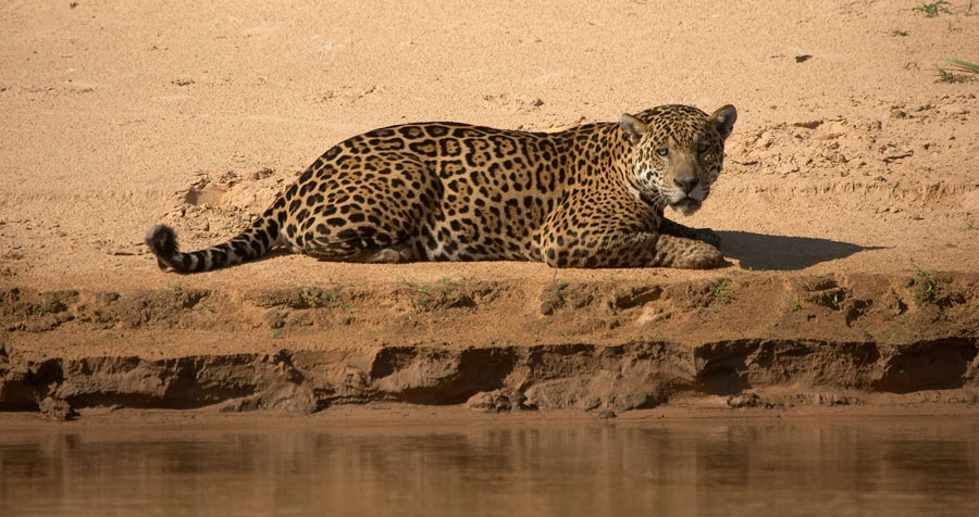 Jaguar_2937