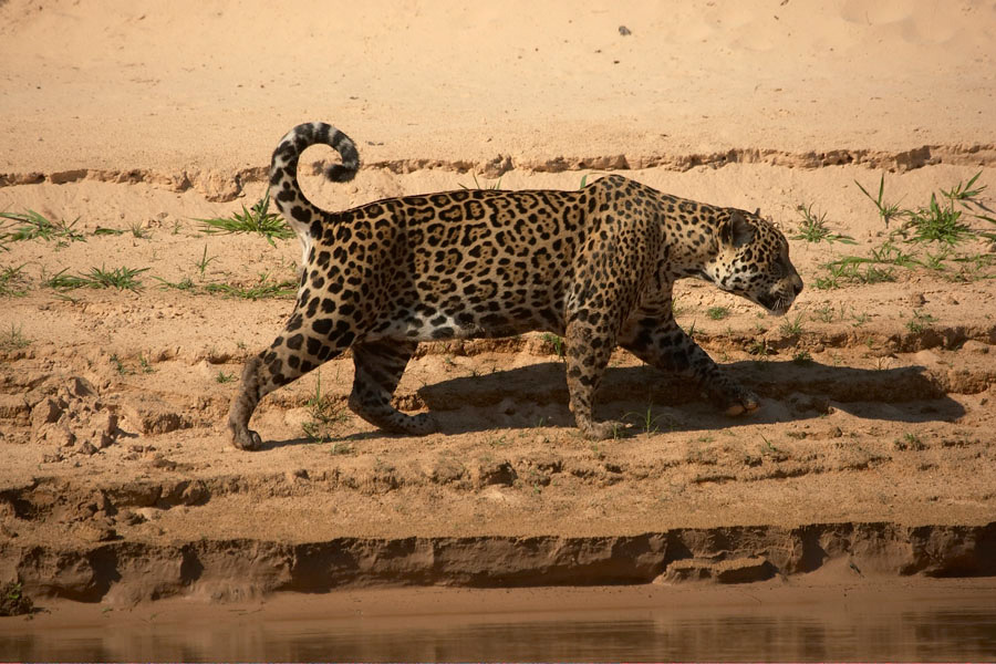 Jaguar_2955