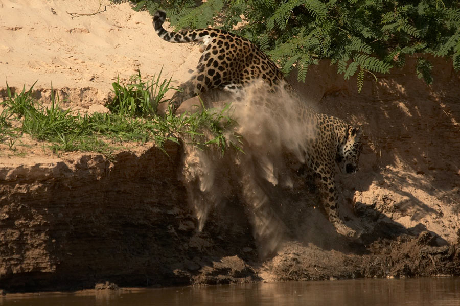 Jaguar_2974