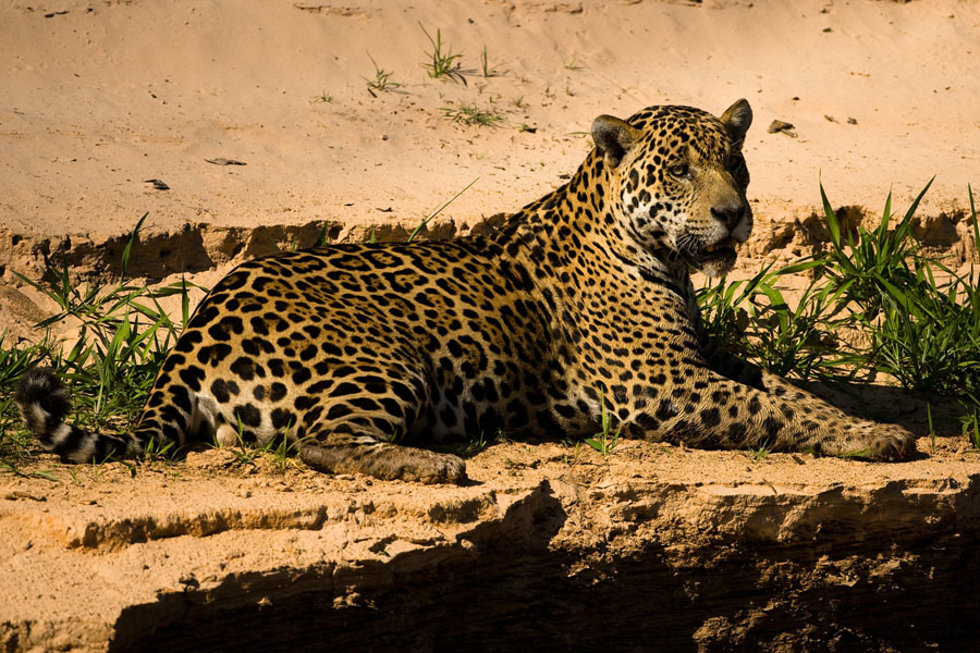 Jaguar_6842