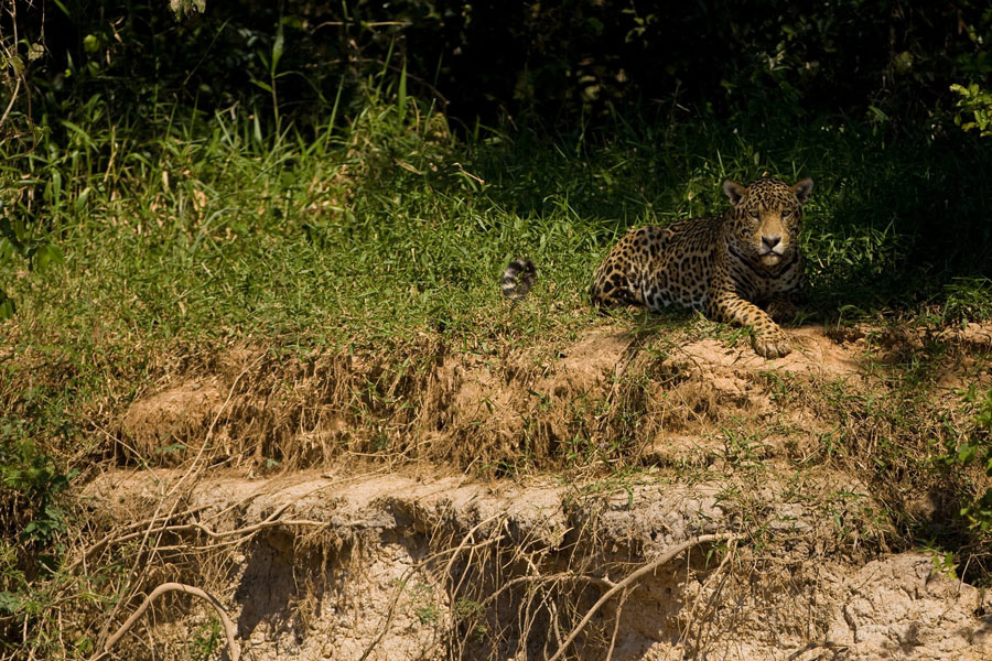 Jaguar_6970