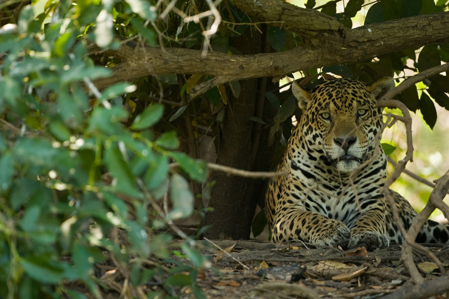 Jaguar_8017