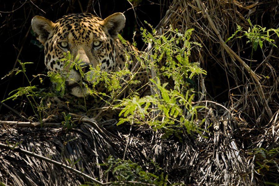 Jaguar_8185