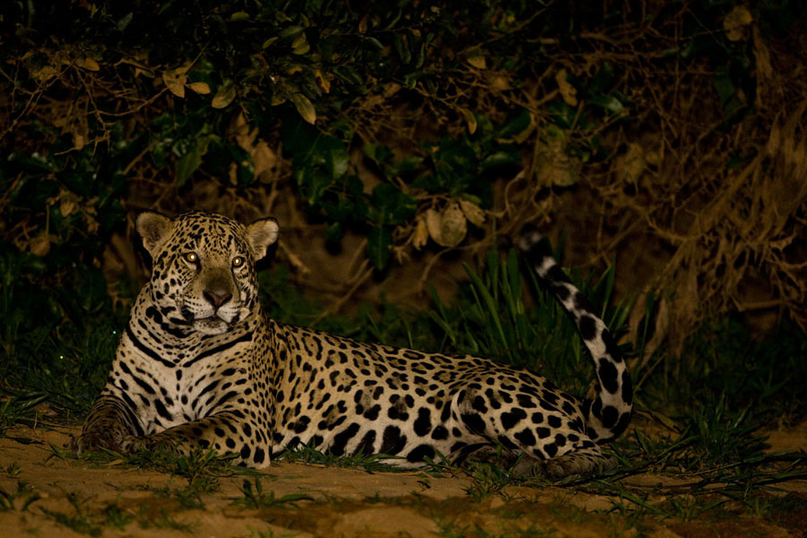 Jaguar_9322
