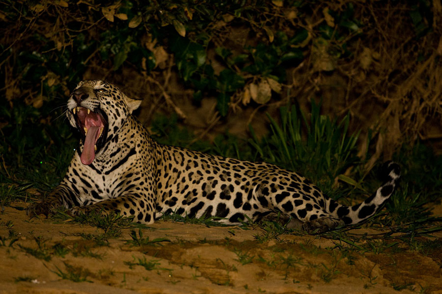 Jaguar_9325