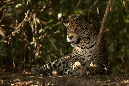 Jaguar_10264
