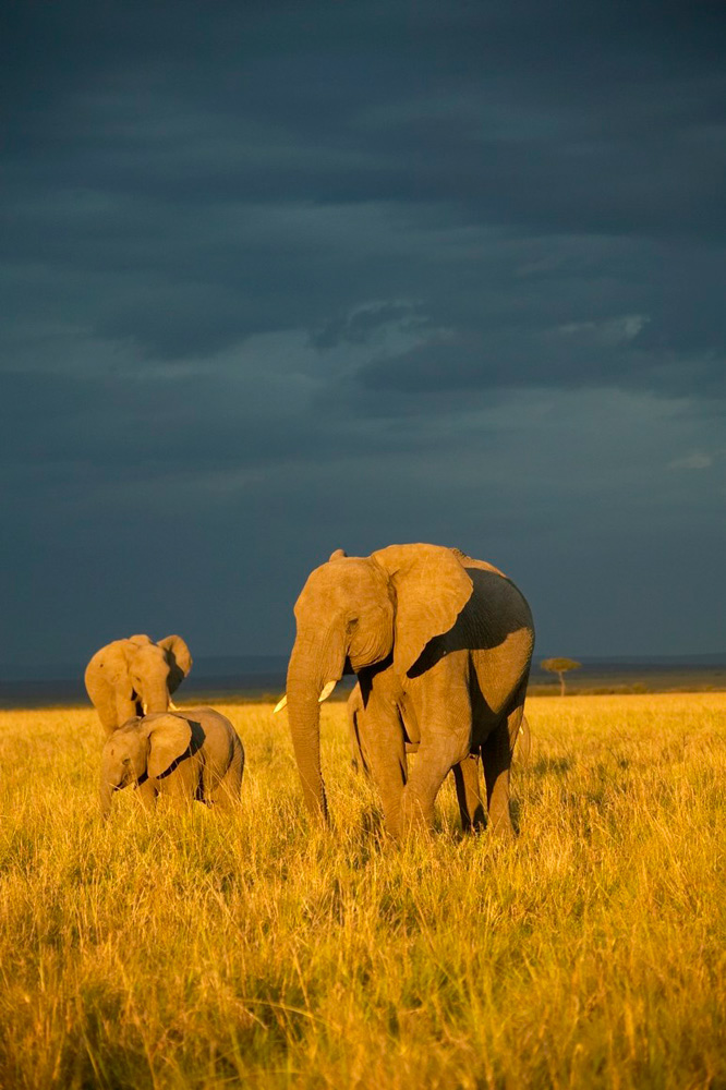 African%20Elephant%20and%20stormy%20sky%20RAW%20A%20020936