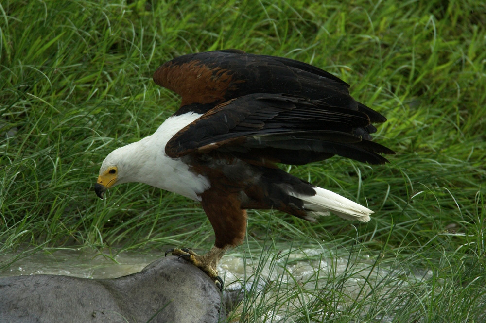 African%20Fish%20Eagle%20A%20RAW%20027237