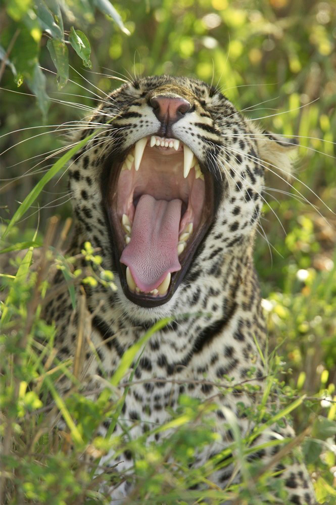 African%20Leopard%20Yawning%20RAW%20A%20026016