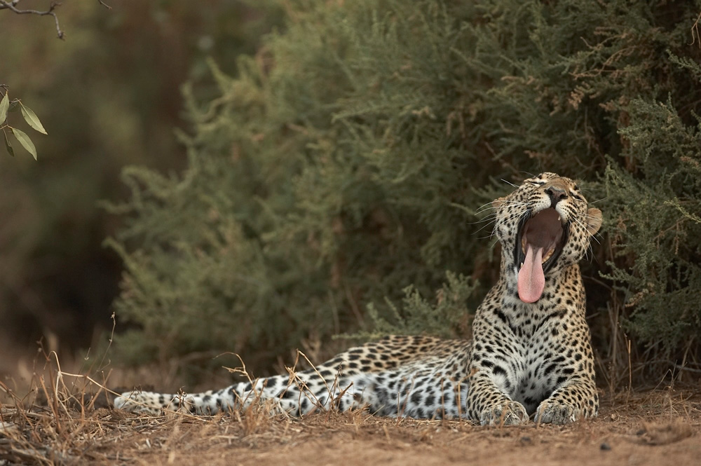 African%20Leopard-045908%20RAW