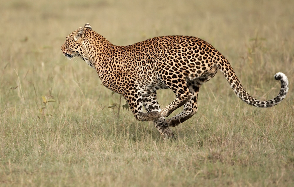 African%20Leopard-055722%20RAW