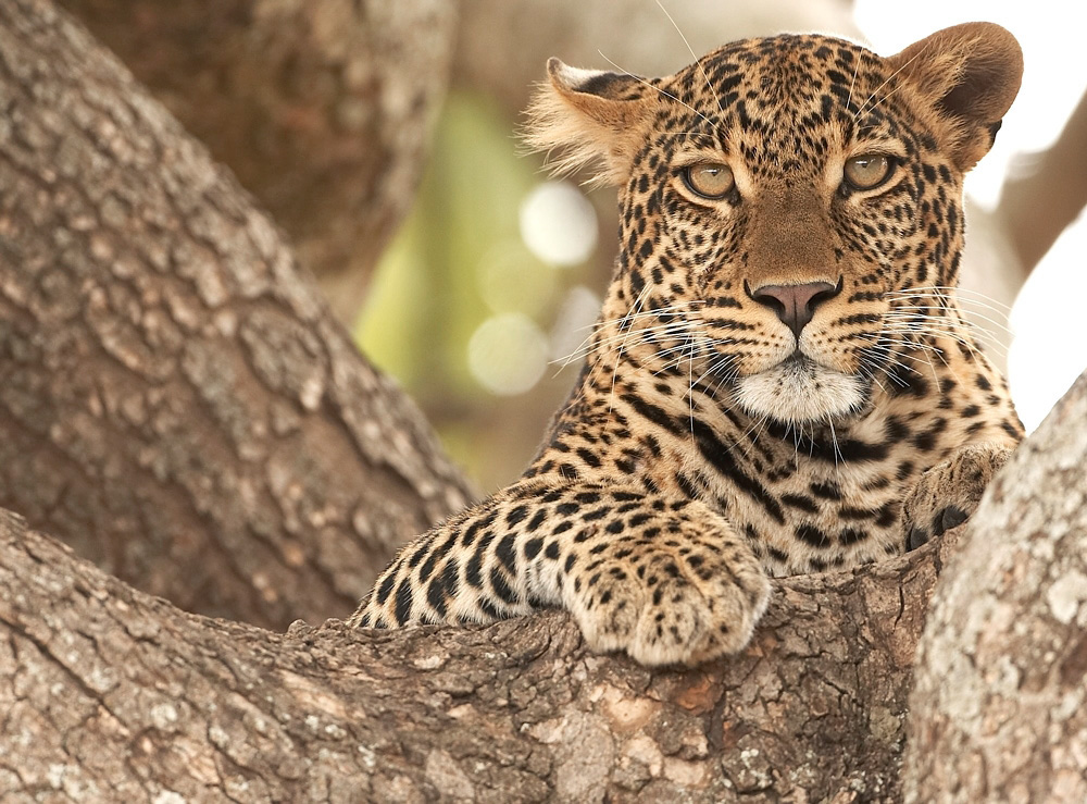 African%20Leopard-056836%20RAW