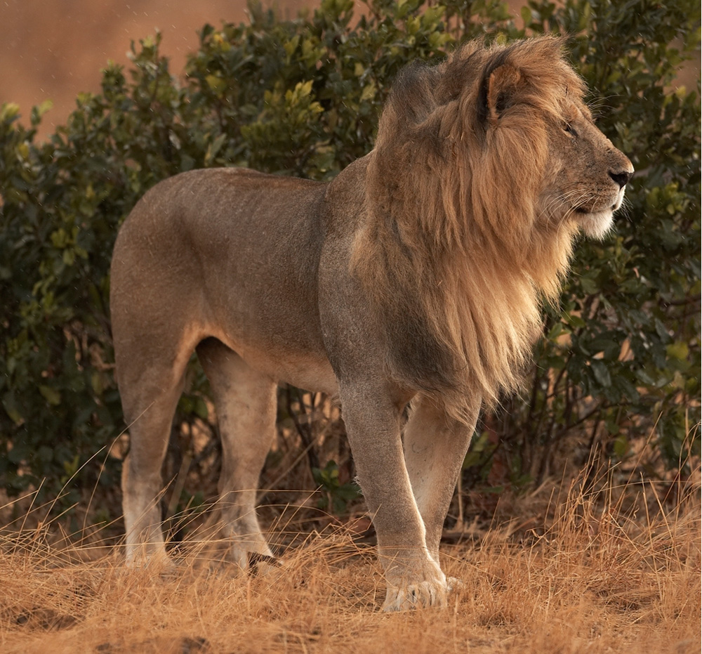 African%20Lion%20Pano%20