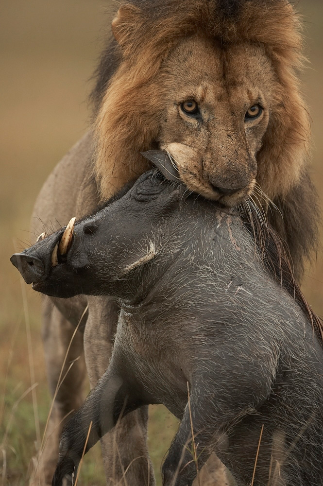 African%20Lion%20male%20carrying%20Warthog%20Kill-060637%20RAW