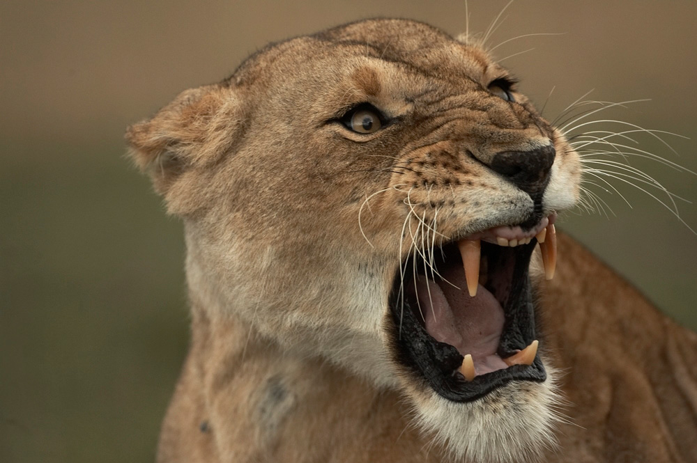 African%20Lioness%20SNARLING-058030%20RAW