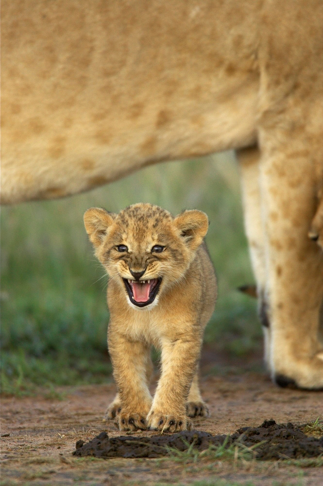 African%20Lioness%20and%20cubs%20A%20RAW%20027272