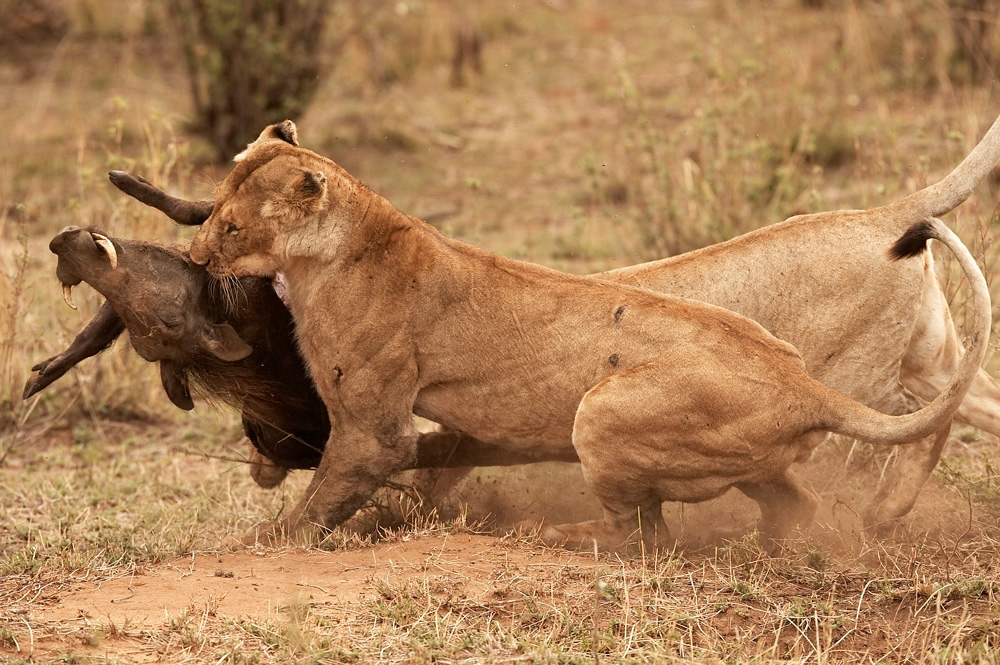 African%20Lioness%20w%20warthog-003264%20RAW