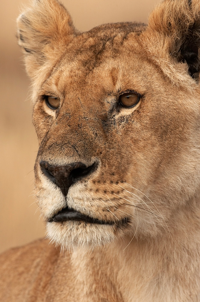 African%20Lioness-047136%20RAW