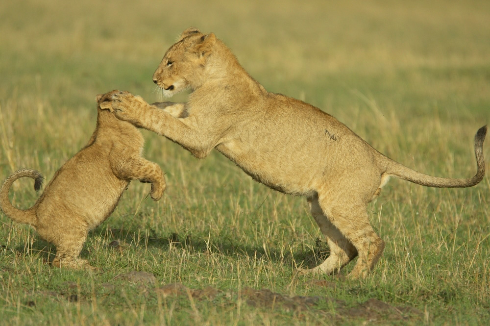 African%20Lions%20playing%20A%20RAW%20027521