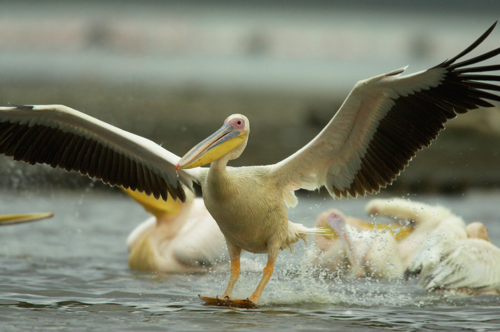 African%20White%20Pelican%20RAW%20023300