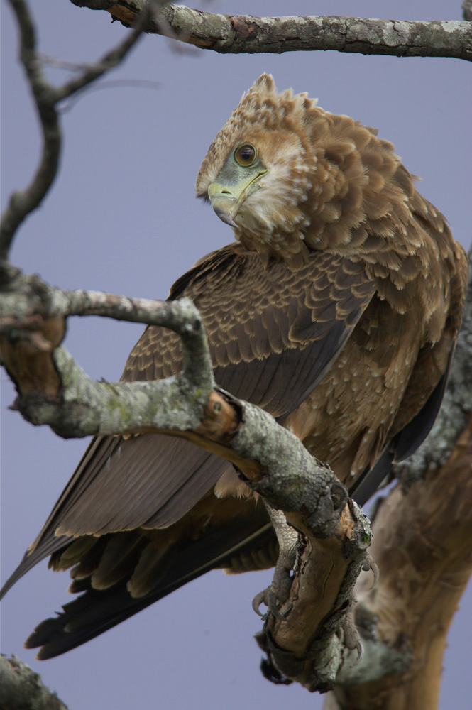 Batelur%20Eagle%20juvenile%20RAW%20A4040