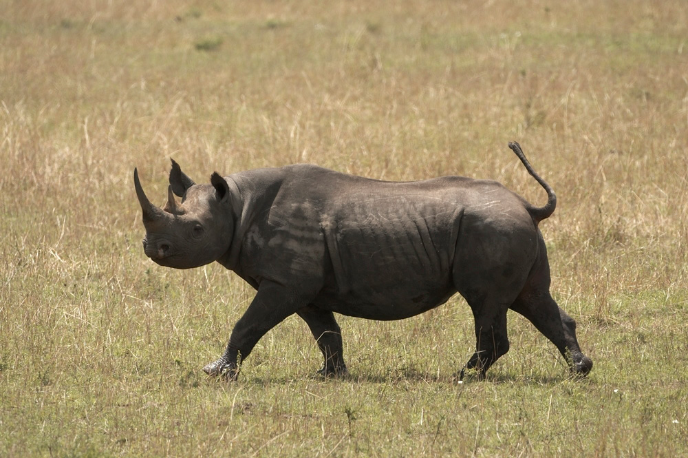 Black%20Rhino-057974%20RAW