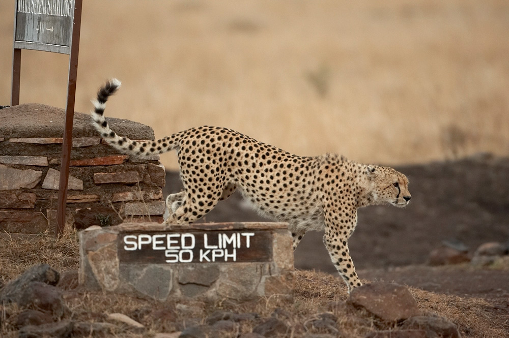 Cheetah%20%20w%2055mph%20sign-048471%20RAW