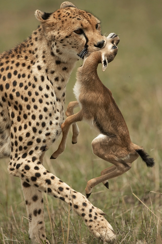 Cheetah%20hunting%20Thompson%20Gazelle-060203%20RAW