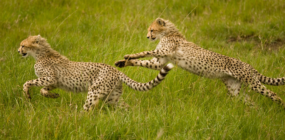 Cheetah%20playing_JOE9722