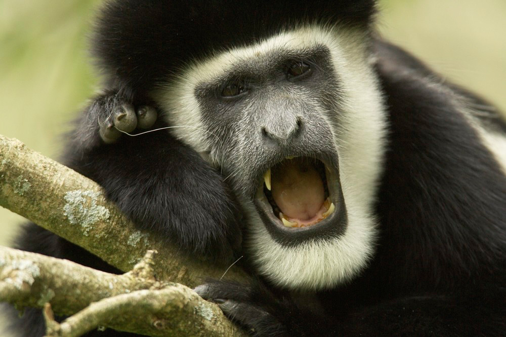 Colobus%20Monkey%20RAW%20A%20021399