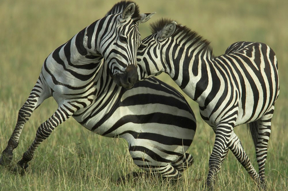 Common%20Zebra%20fighting%20RAW%20024352
