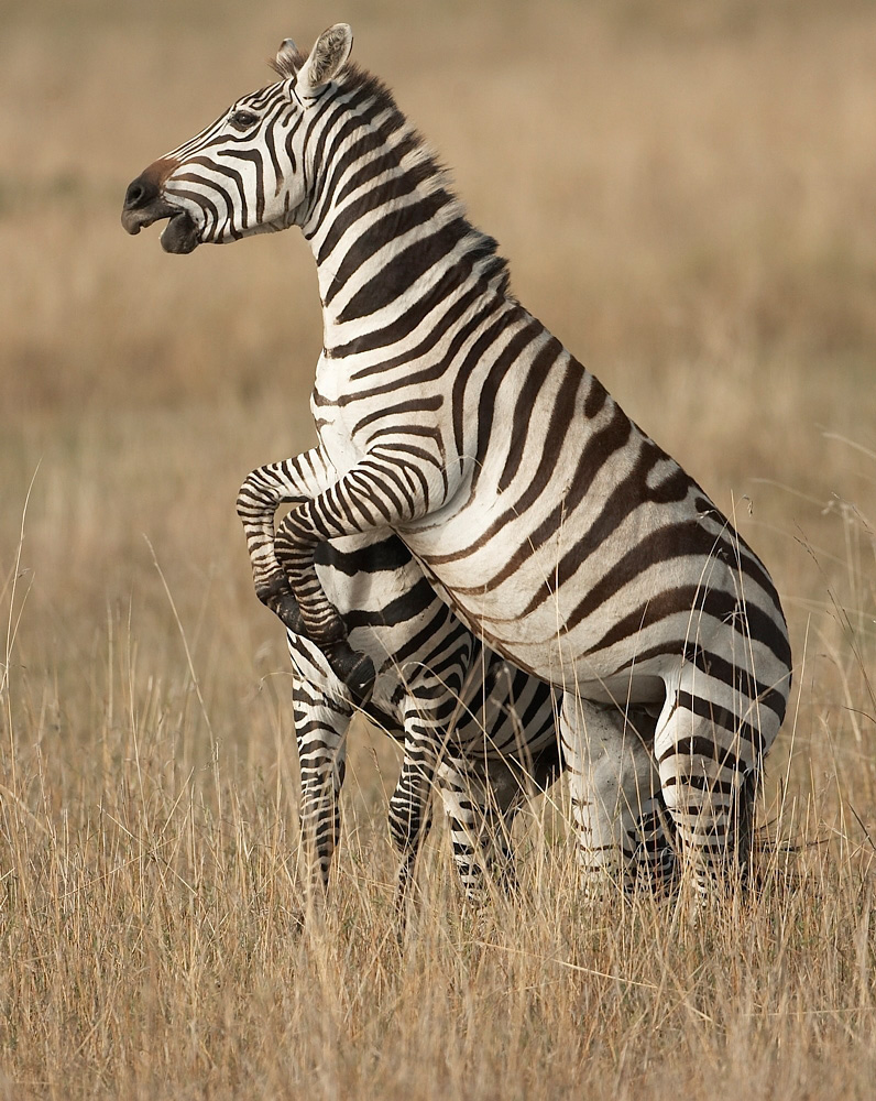 Common%20Zebra%20fighting-058971%20RAW%20AA